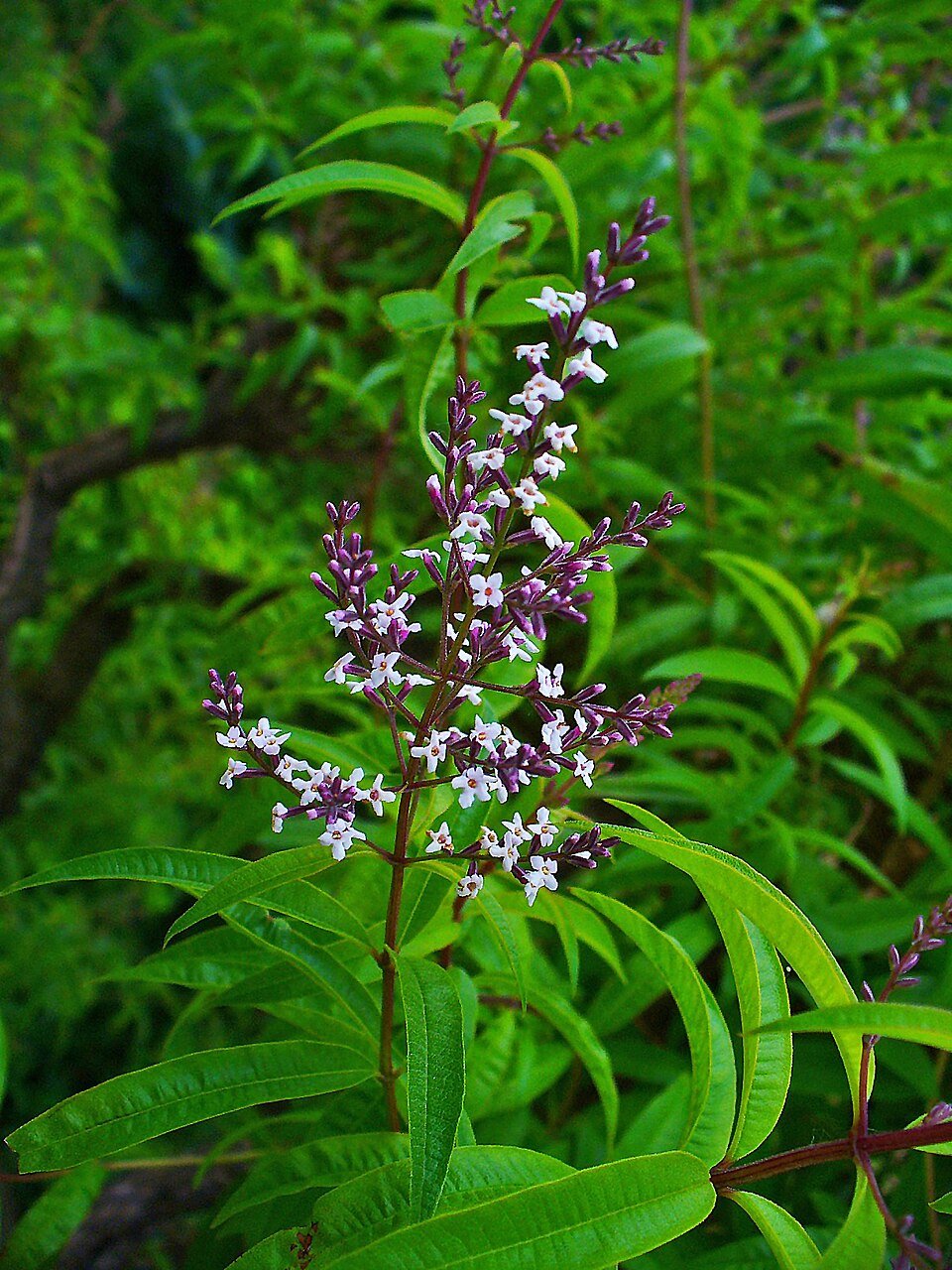 Verveine odorante en fleur — Aloysia citrodora