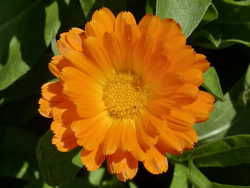 Calendula