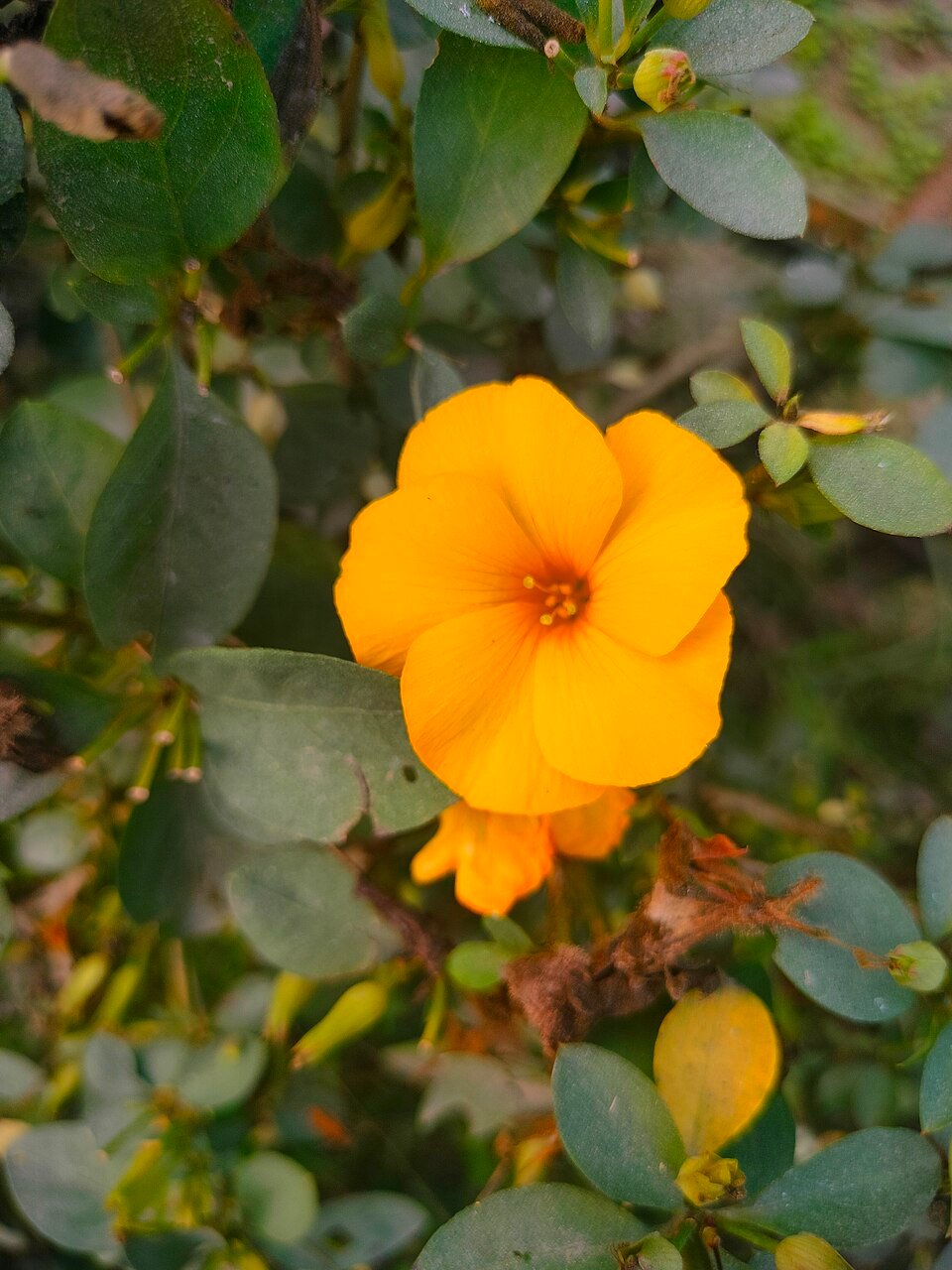 Damiana