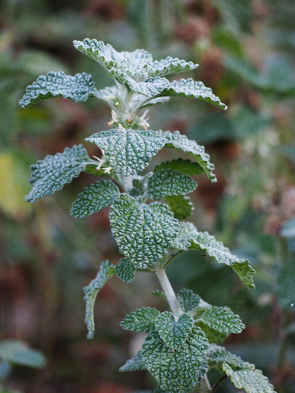 Marrube blanc — Marrubium vulgare