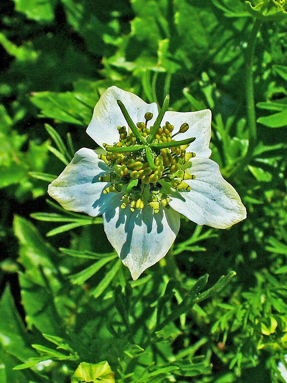 Nigelle — Nigella sativa (fleur)