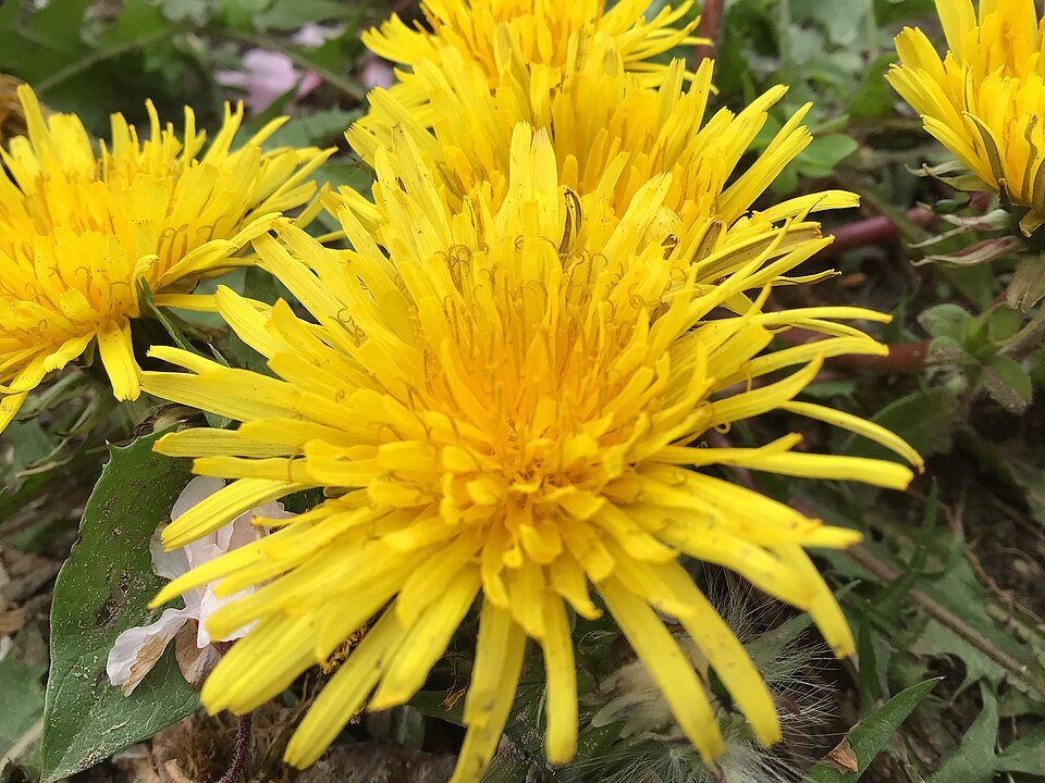 Pissenlit — Taraxacum officinale