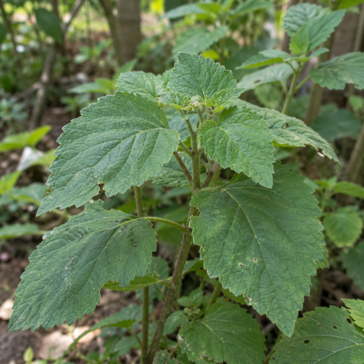 Patchouli